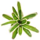 Neoregelia Mini