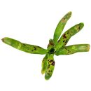 Hylaeaicum tarapotoense Stained