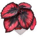 Begonia Red Heart
