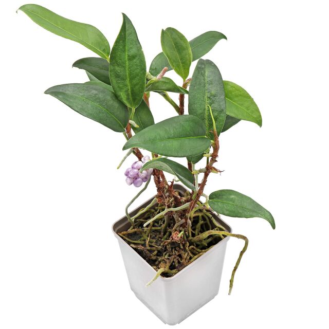 Anthurium scandens