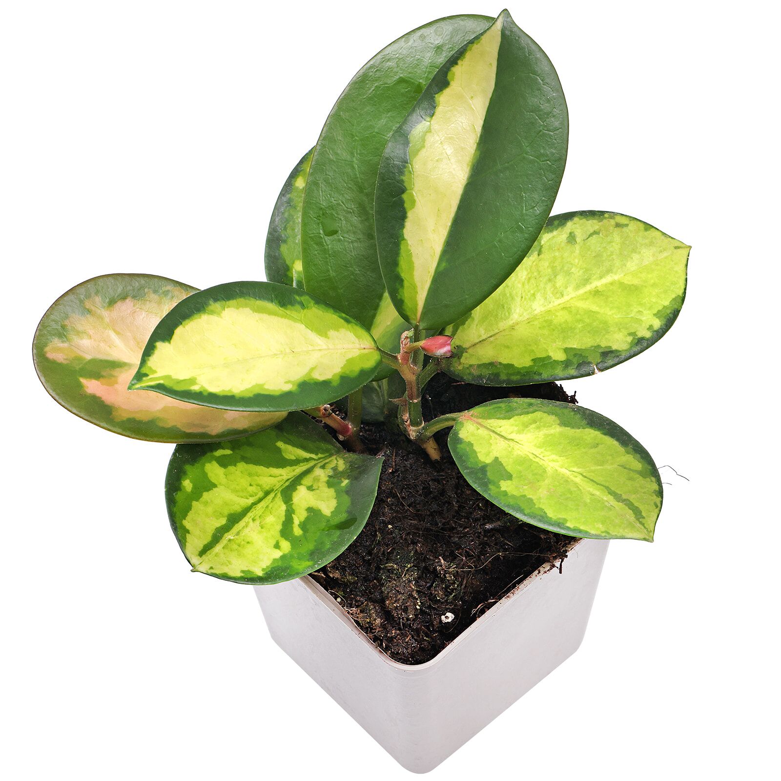 Hoya carnosa 'Tricolor'