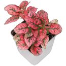 Hypoestes phyllostachya Red
