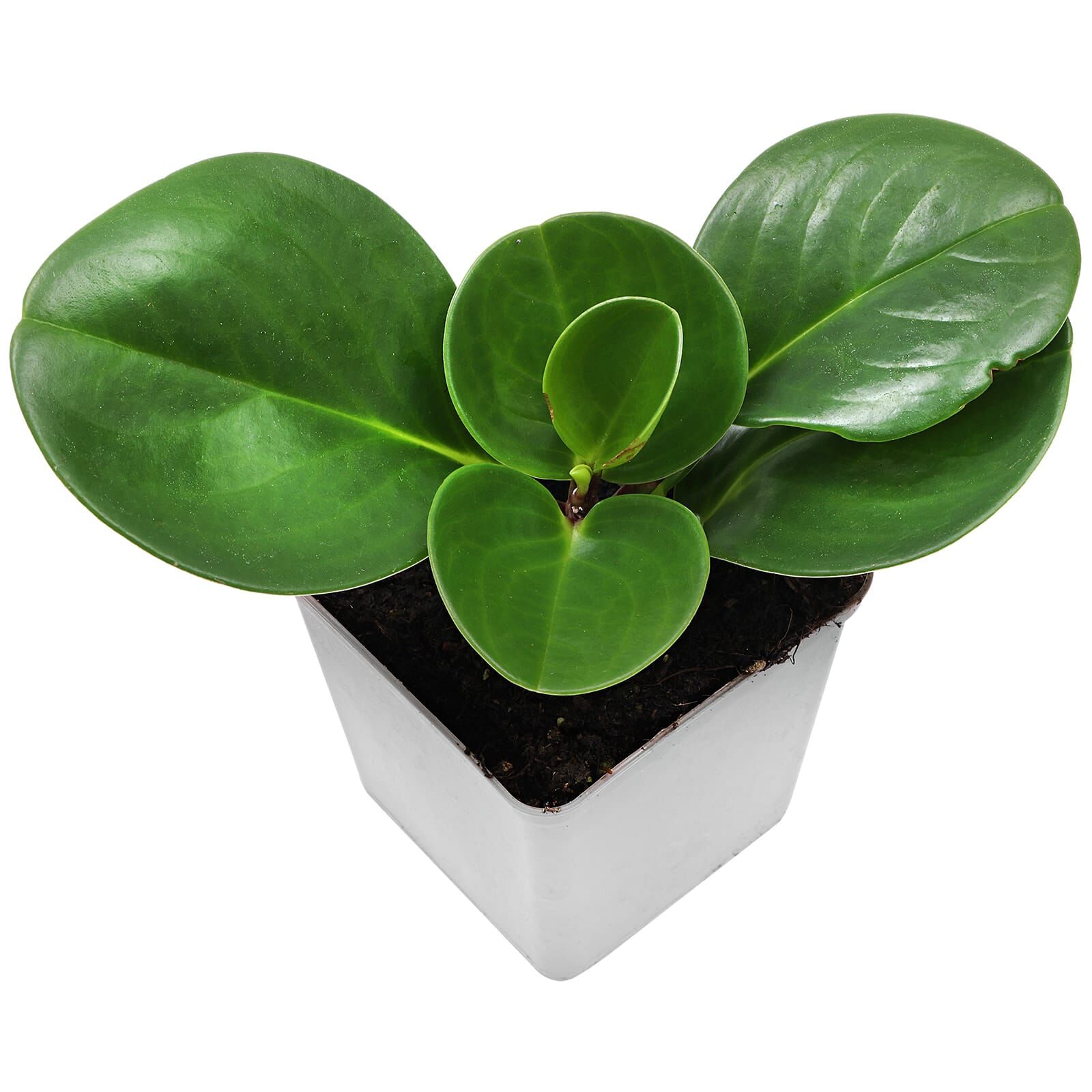 Peperomia obtusifolia