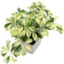 Heptapleurum arboricola Variegata