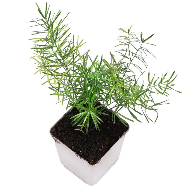 Asparagus densiflorus