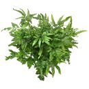 Pteris ensiformis Evergreen