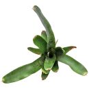 Neoregelia Agnes - Einzelpflanze
