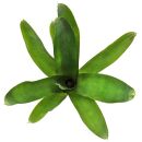 Neoregelia Amarilis - Einzelpflanze