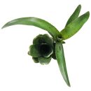 Neoregelia bahiana Diamantina - Einzelpflanze