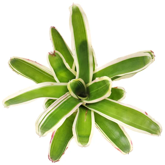 Neoregelia 'Mini' - Einzelpflanze