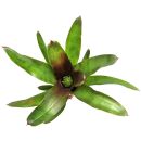 Neoregelia Xantipa - Einzelpflanze
