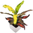 Codiaeum variegatum Bush on Fire - Topf L
