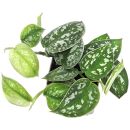 Scindapsus pictus Argyraeus - Topf L