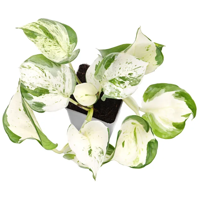 Epipremnum aureum 'Happy Leaf' - Topf L