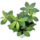 Peperomia pereskiifolia - Topf L
