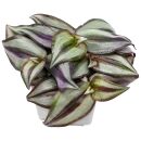 Tradescantia zebrina - Topf L