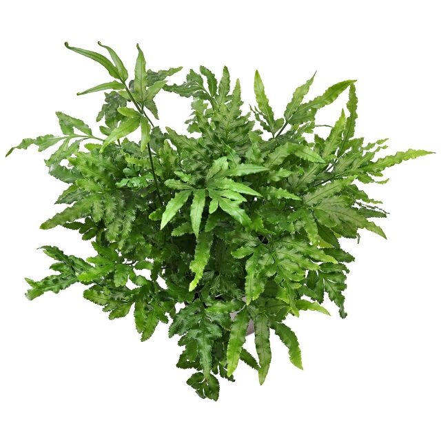 Pteris ensiformis 'Evergreen'
