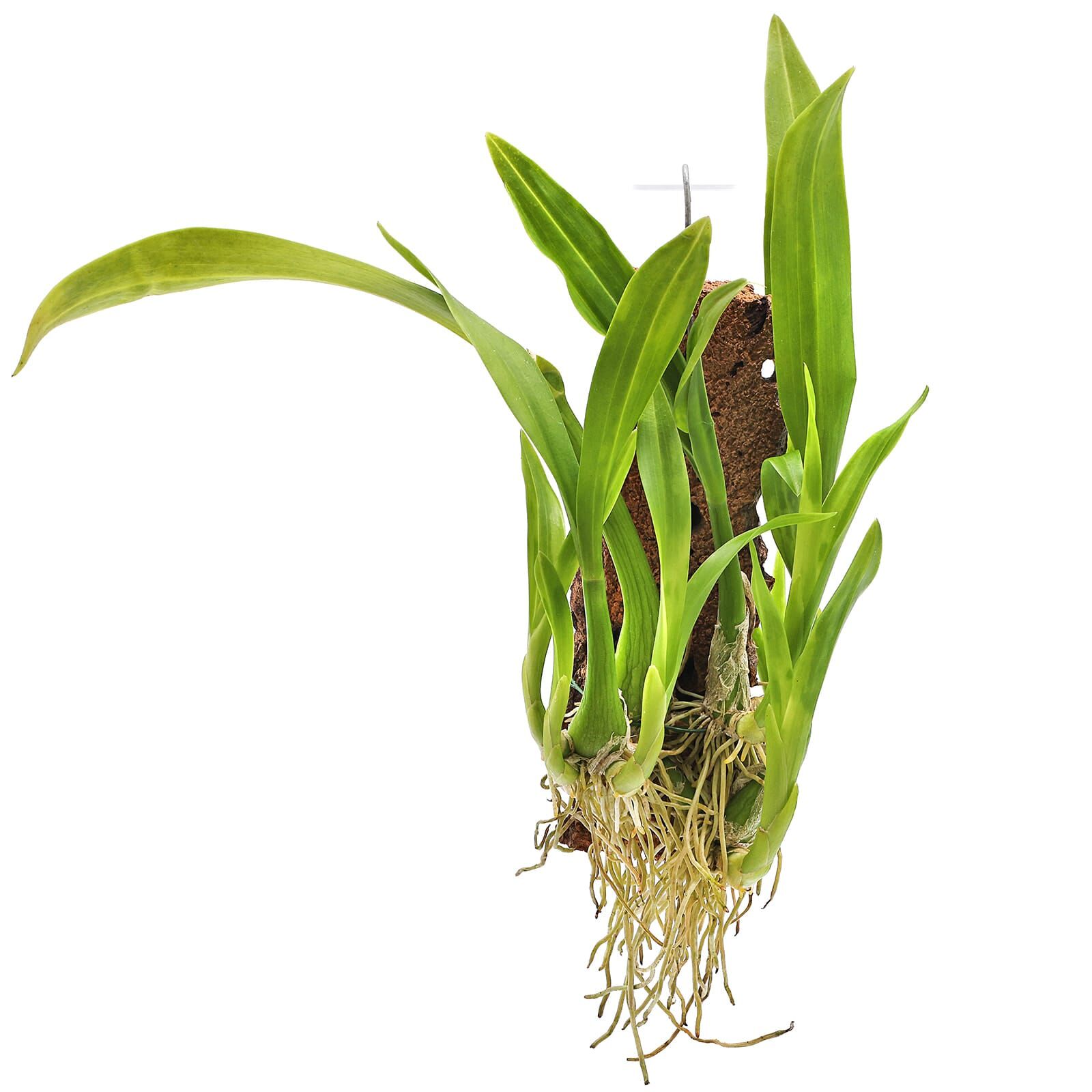 Liparis viridifolia