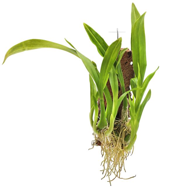 Liparis viridifolia