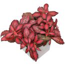 Fittonia albivenis Forest Flame - Topf L