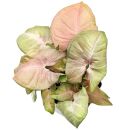 Syngonium podophyllum Neon Robusta