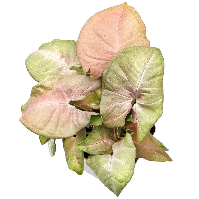 Syngonium podophyllum 'Neon Robusta'