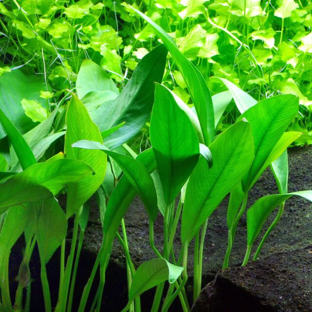 Anubias barteri var. glabra