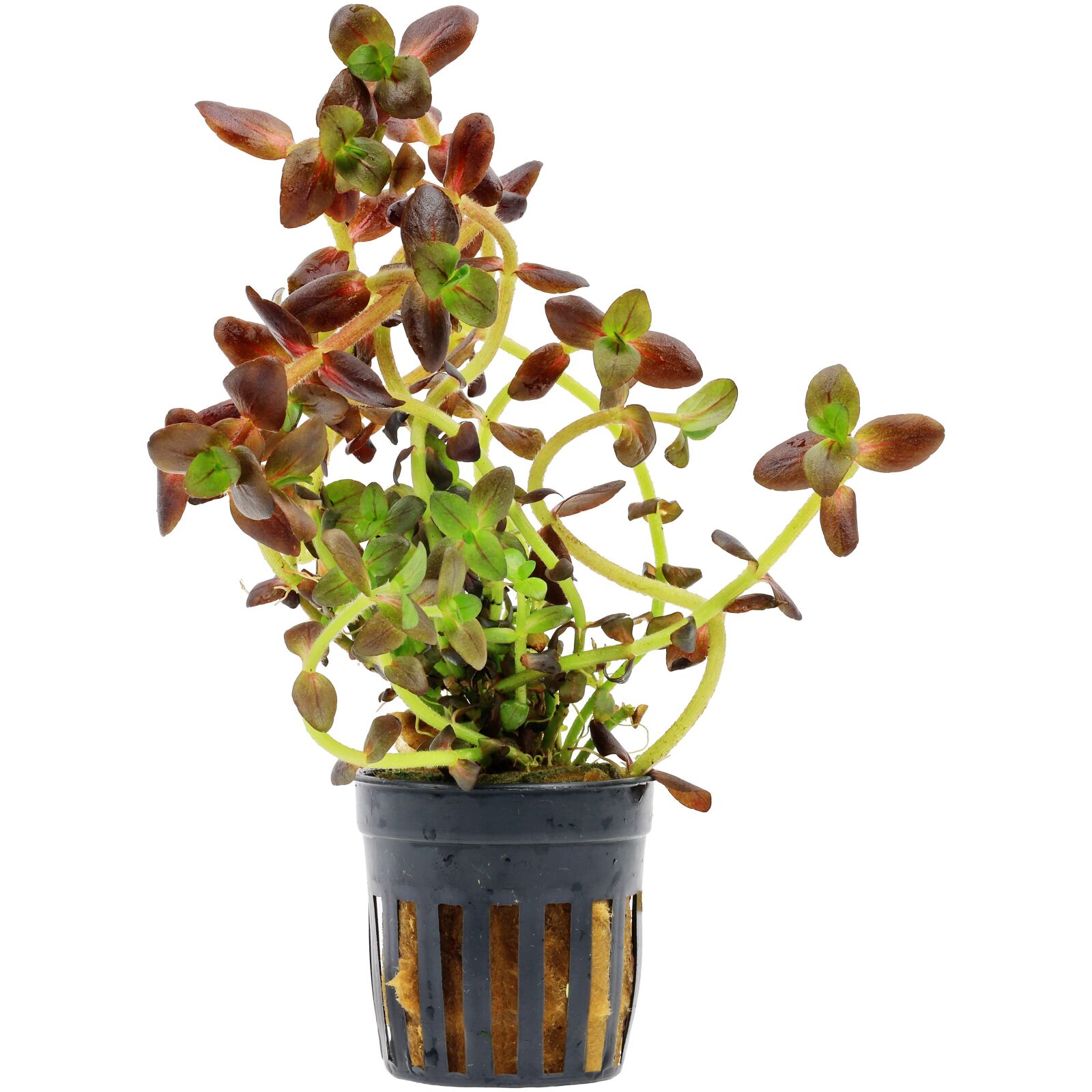 Bacopa salzmannii "Purple"