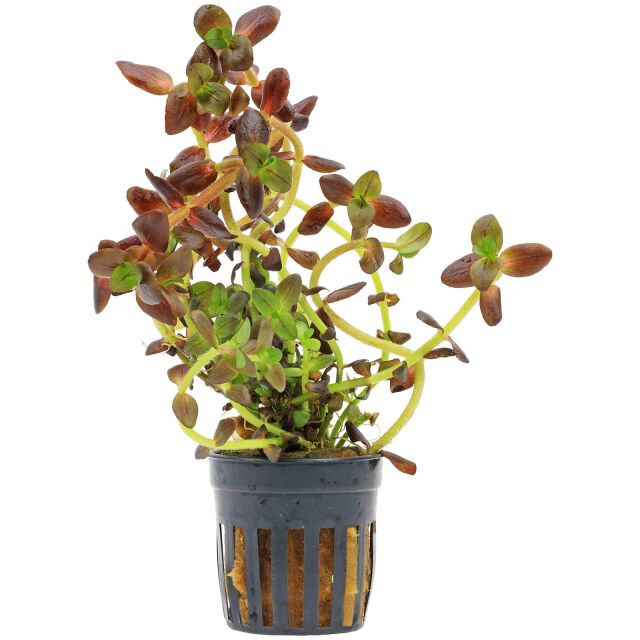 Bacopa salzmannii &quot;Purple&quot;