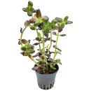 Bacopa salzmannii "Purple" - Topf