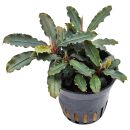 Bucephalandra sp. "Blue Green" - Topf