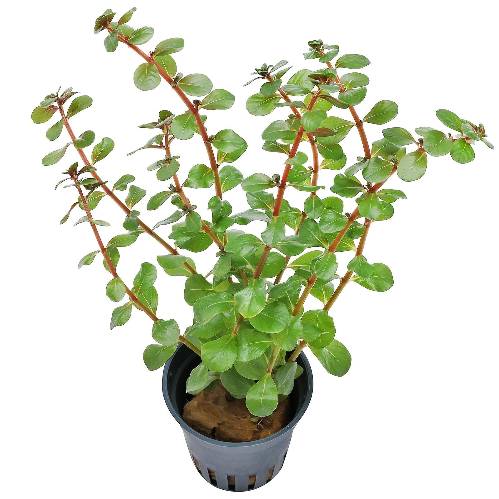 Rotala rotundifolia "Singapore Blood Red"
