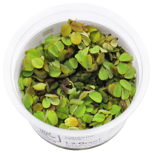 Salvinia minima - 1-2-GROW!