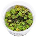 Salvinia minima - 1-2-GROW!