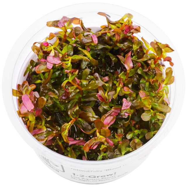 Rotala rotundifolia "Singapore Blood Red"