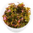 Rotala rotundifolia "Singapore Blood Red" -...