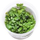 Hygrophila serpyllum - 1-2-GROW!