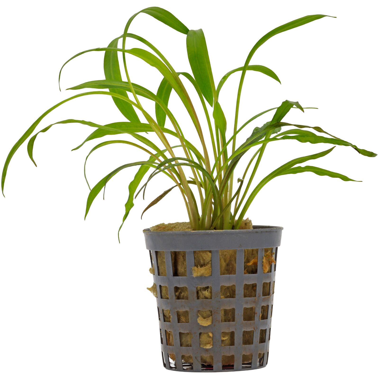 Cryptocoryne spiralis 'Red'