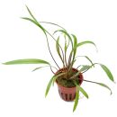 Cryptocoryne spiralis Red - Topf