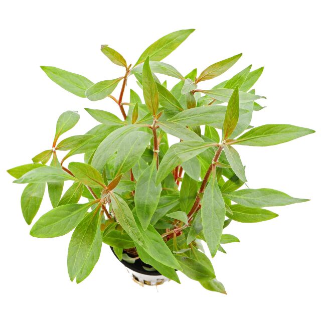 Alternanthera reineckii 'Mini'