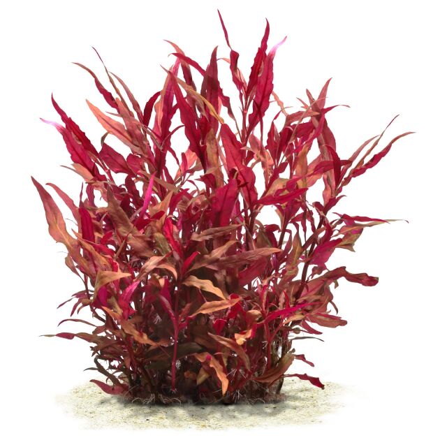 Alternanthera reineckii 'Rosaefolia' ('Pink')