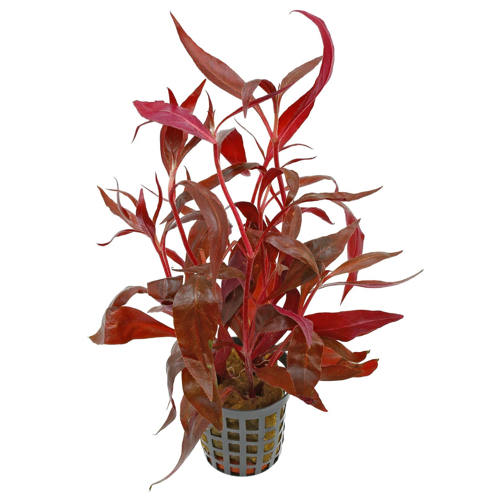 Alternanthera reineckii 'Rosaefolia'
