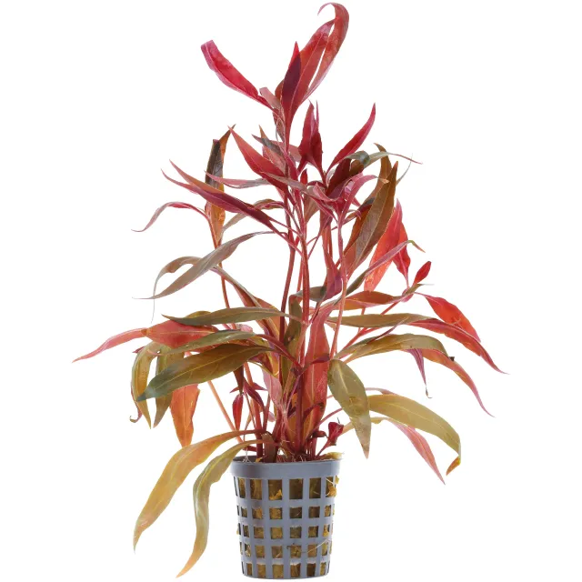 Alternanthera reineckii 'Rosaefolia' ('Pink') - Topf