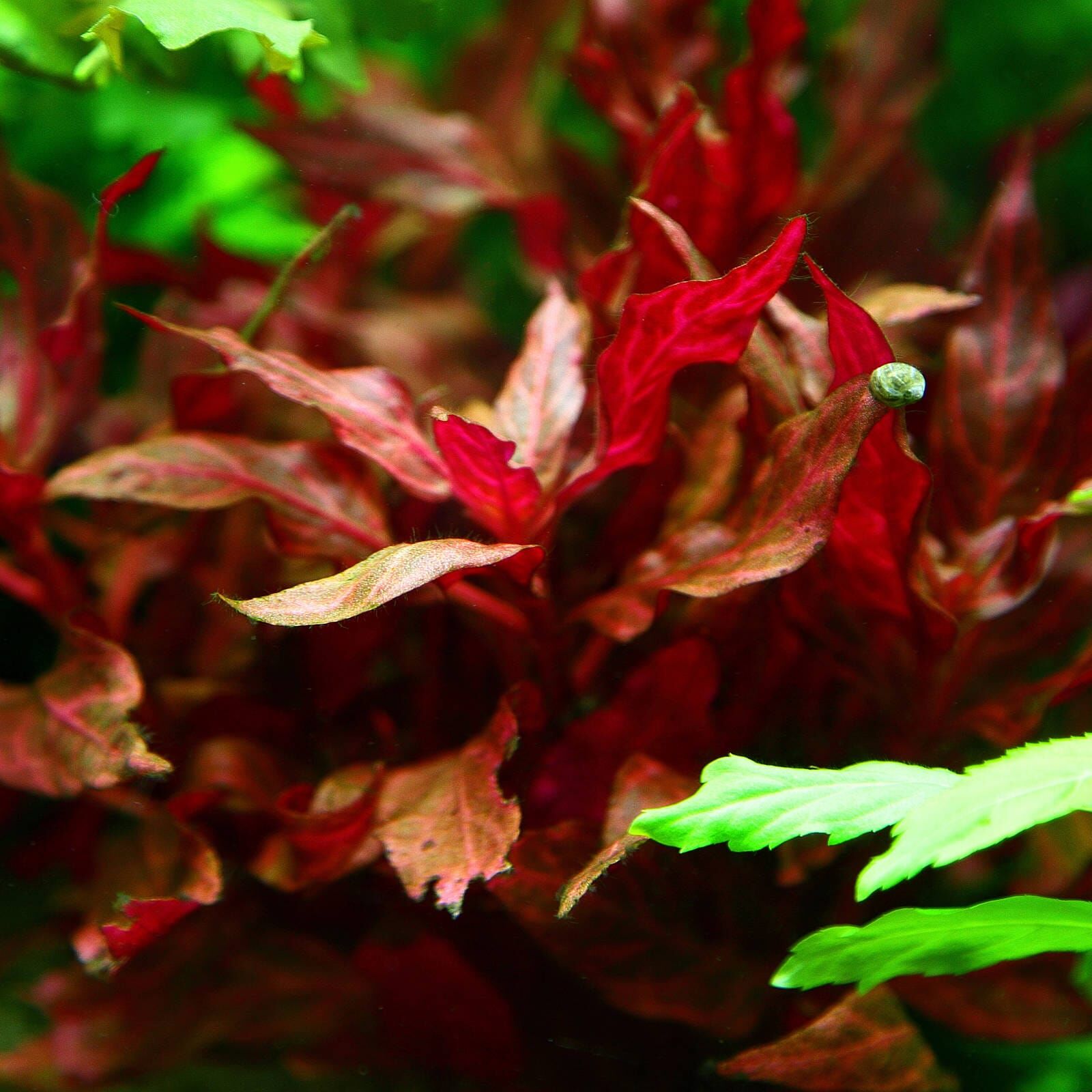Alternanthera Reineckii Rosanervig Topf Aquasabi Aquaristik Shop