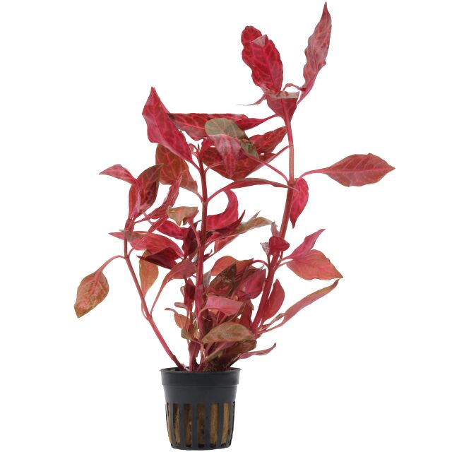 Alternanthera reineckii 'Rosanervig'