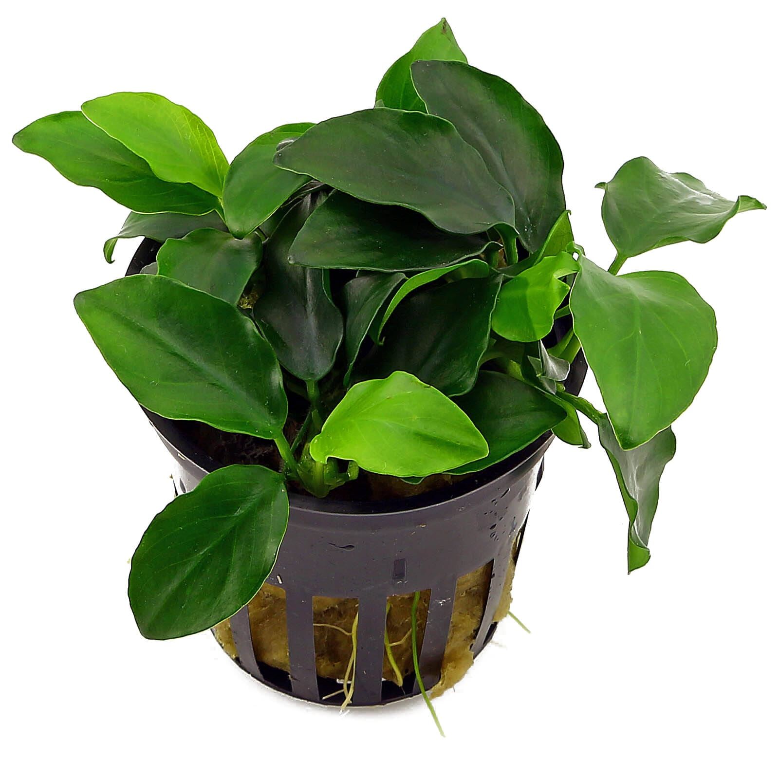 Anubias barteri var. nana 'Petite' ('Bonsai')