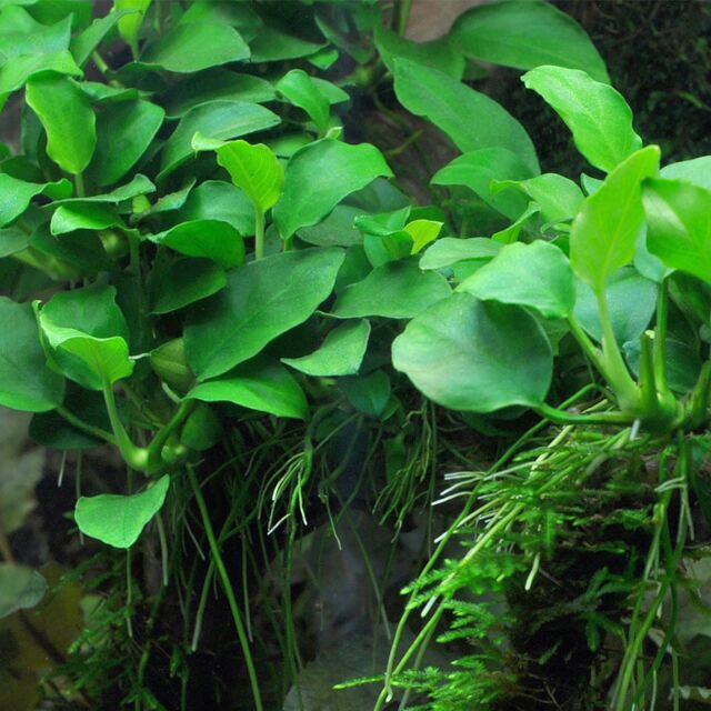 Anubias barteri var. nana 'Petite' ('Bonsai')