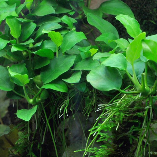 Anubias barteri var. nana 'Petite'