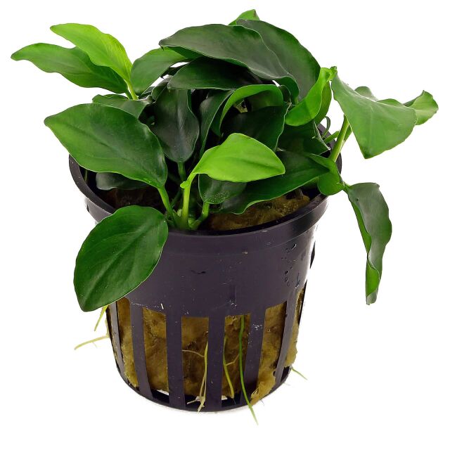 <b>Anubias barteri var. nana 'Petite'</b><br />Bonsai Speerblatt