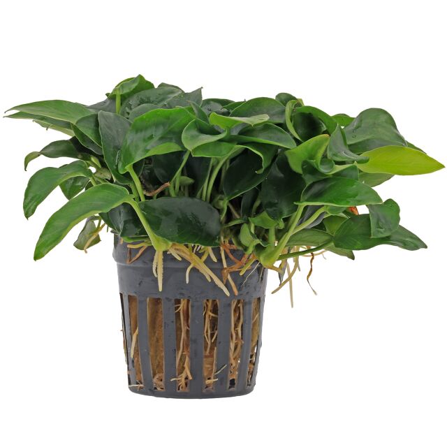 Anubias barteri var. nana 'Petite'